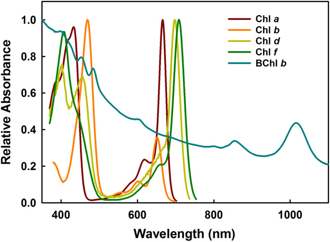 graph showing the absorption rate of light for various photosynthetic processes - most plants have peaks at 400 nanometres and 700 nanometres